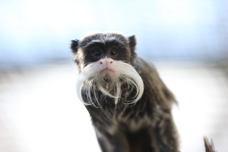 Bursa Hayvanat Bahçesi'nin Sevimli Sakinleri Sakallı Maymunlar, Ziyaretçilerin Ilgi Odağı2