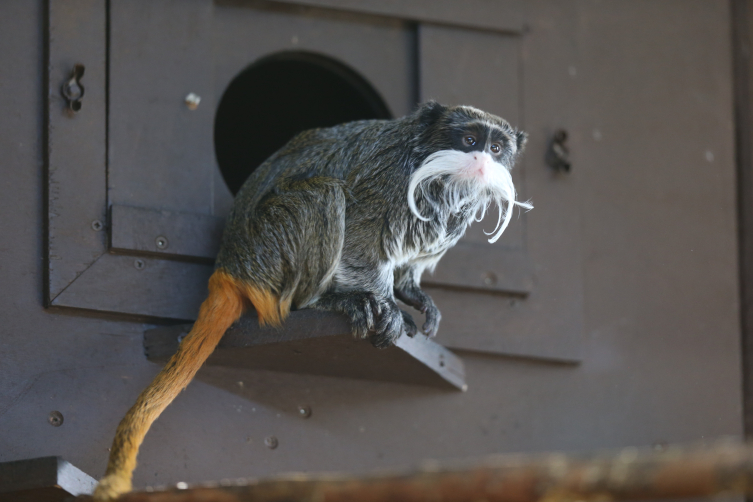 Bursa Hayvanat Bahçesi'nin Sevimli Sakinleri Sakallı Maymunlar, Ziyaretçilerin Ilgi Odağı3