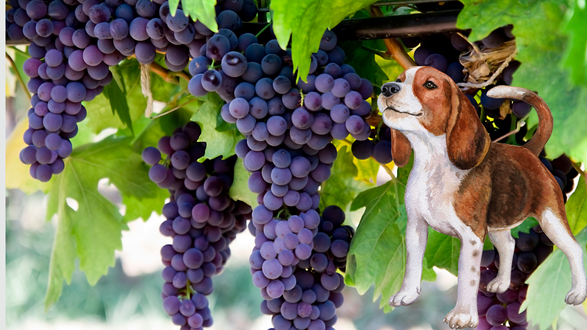 Ağızlarına Bile Değdirmemek Gerekiyor! Köpeklere Yedirilmemesi Gereken 3 Gıda 1