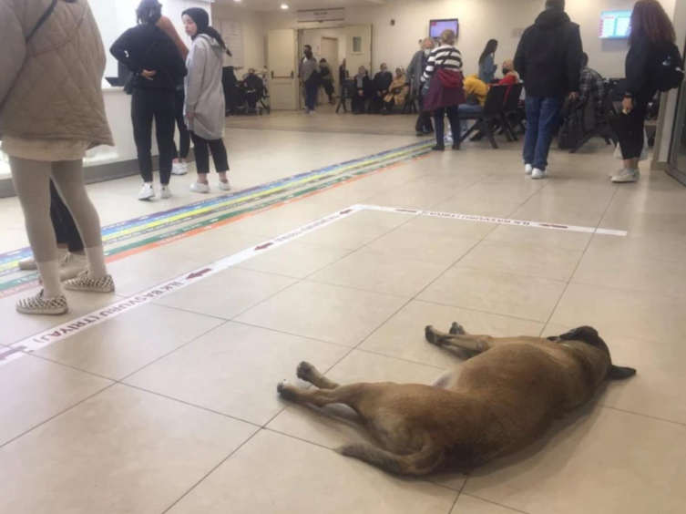 Bakanlık Harekete Geçti Sağlık Tesislerinde Sahipsiz Köpek Kalmayacak2