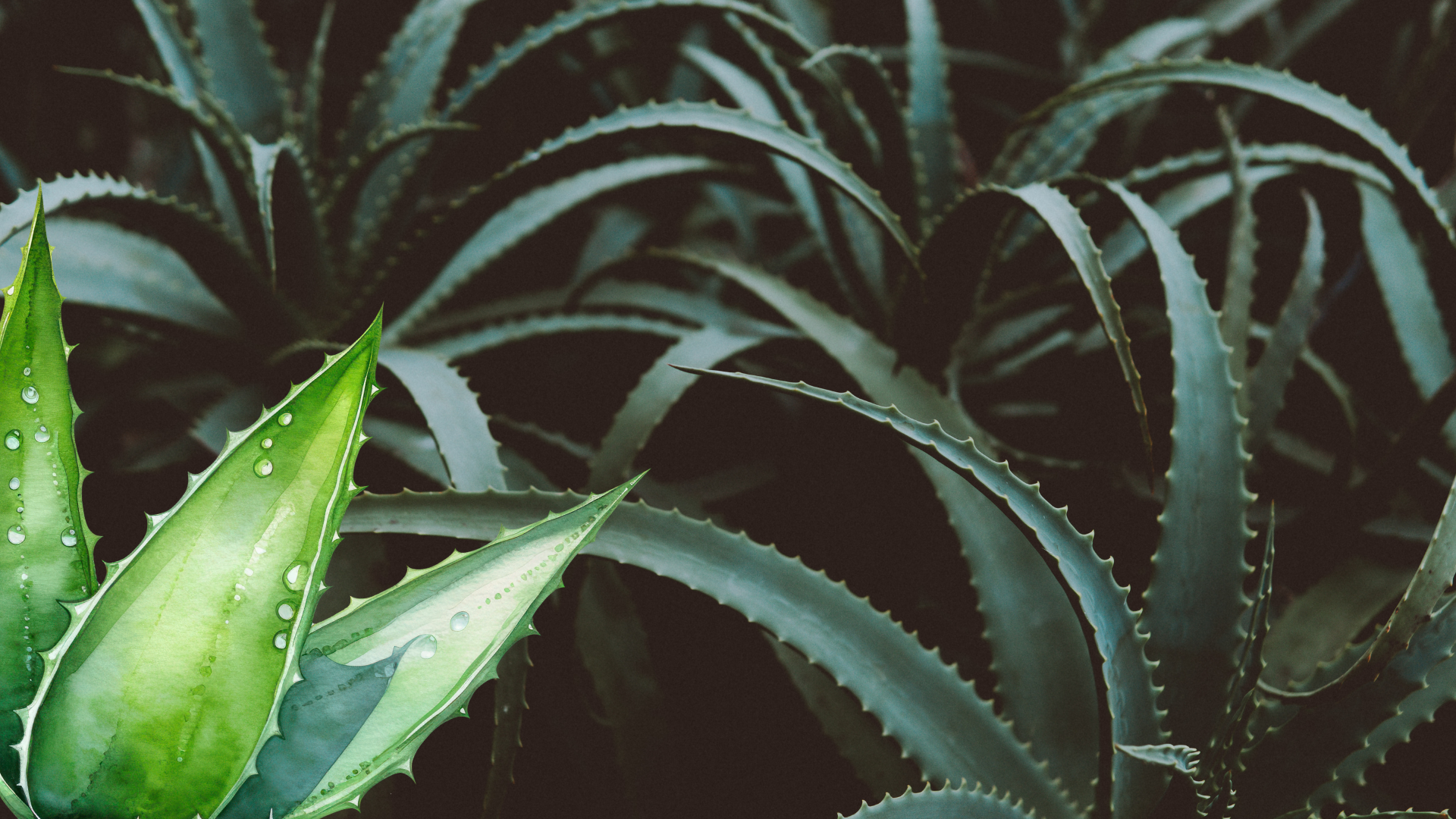 Aloe Vera 2