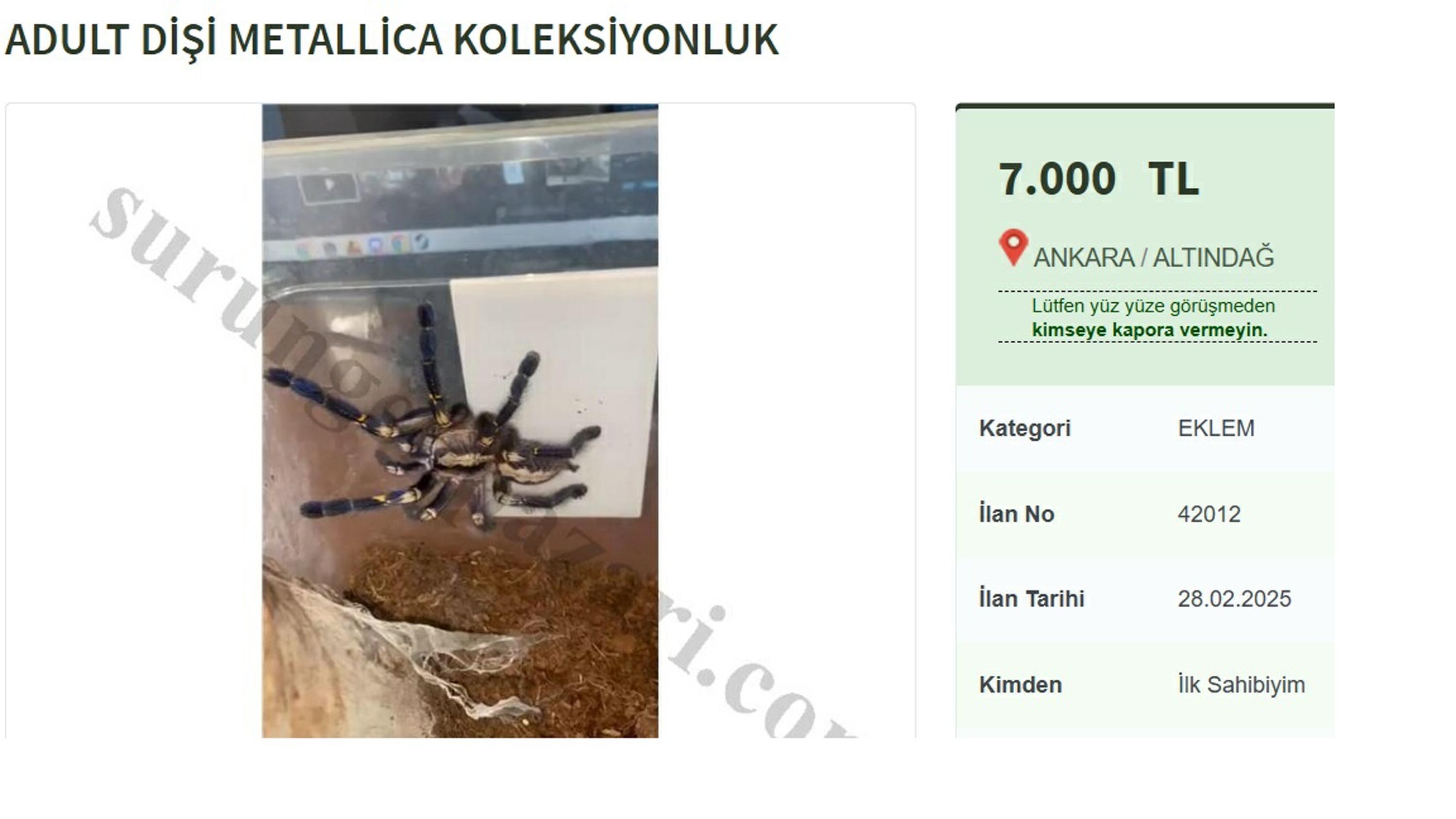 I N T E R N E T T E Y A S A D I S I T A R A N T U L A S A T I S I 592946 175458