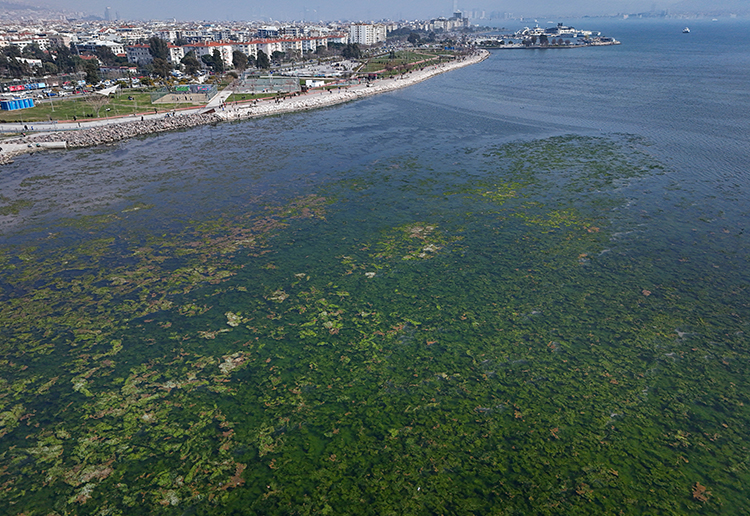 Izmir Körfezi Yosun