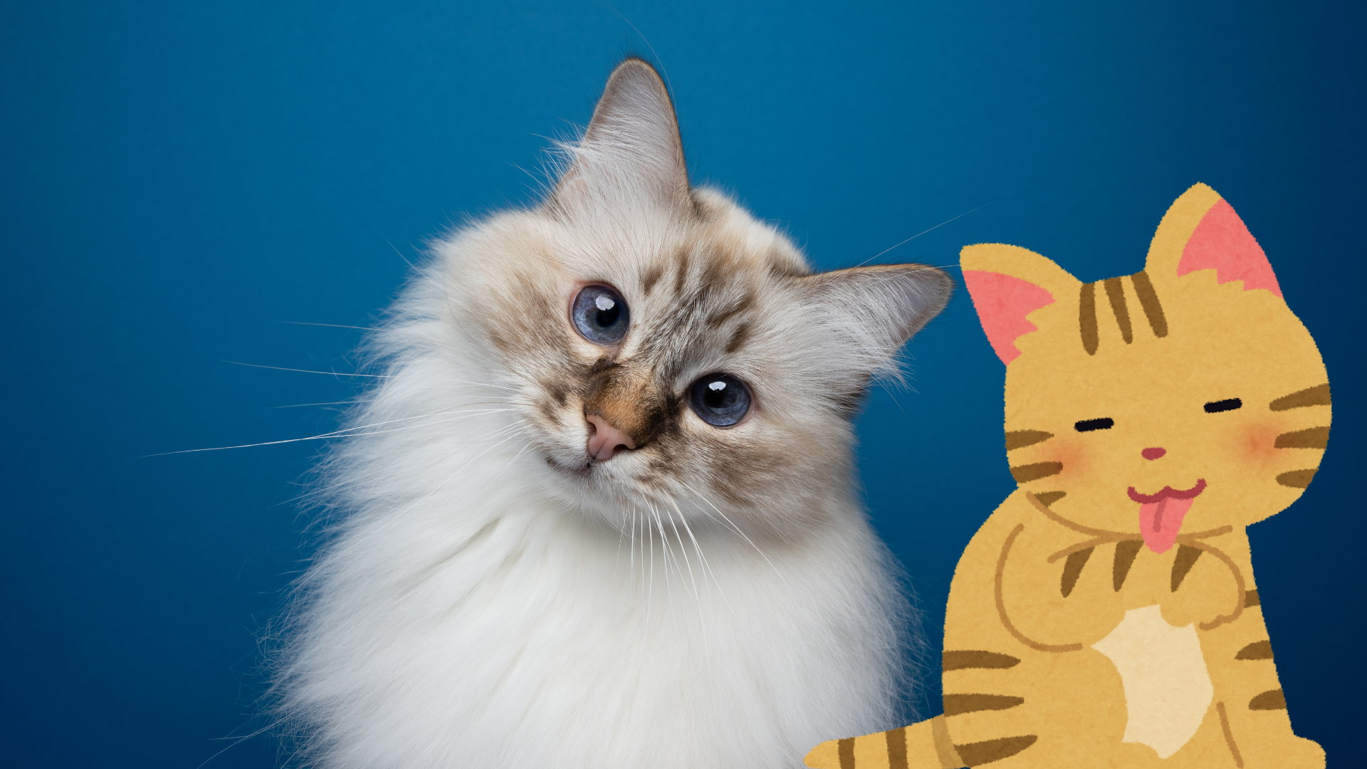 Kedi Beslerken Dikkat Etmeniz Gerekenler 3