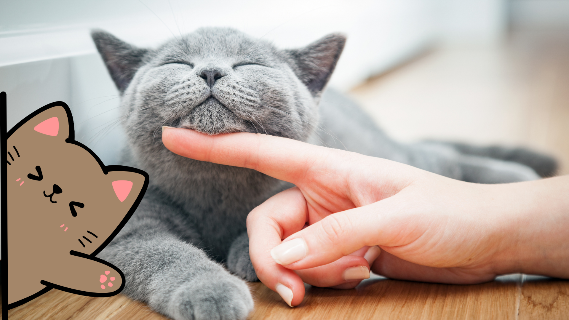 Kedi Beslerken Dikkat Etmeniz Gerekenler