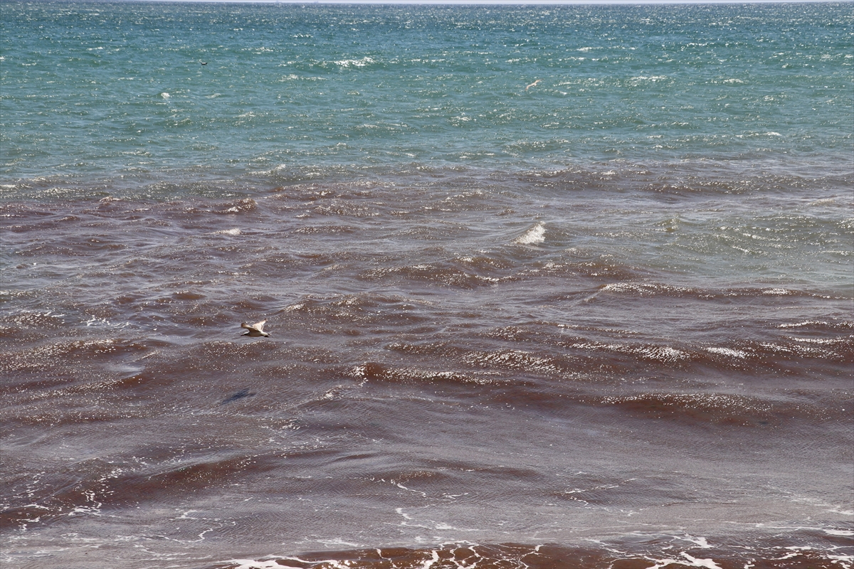 A A 20250430 37799907 37799904 T E K I R D A G D A P O Y R A Z S A H I L E K I R M I Z I Y O S U N T A S I D I