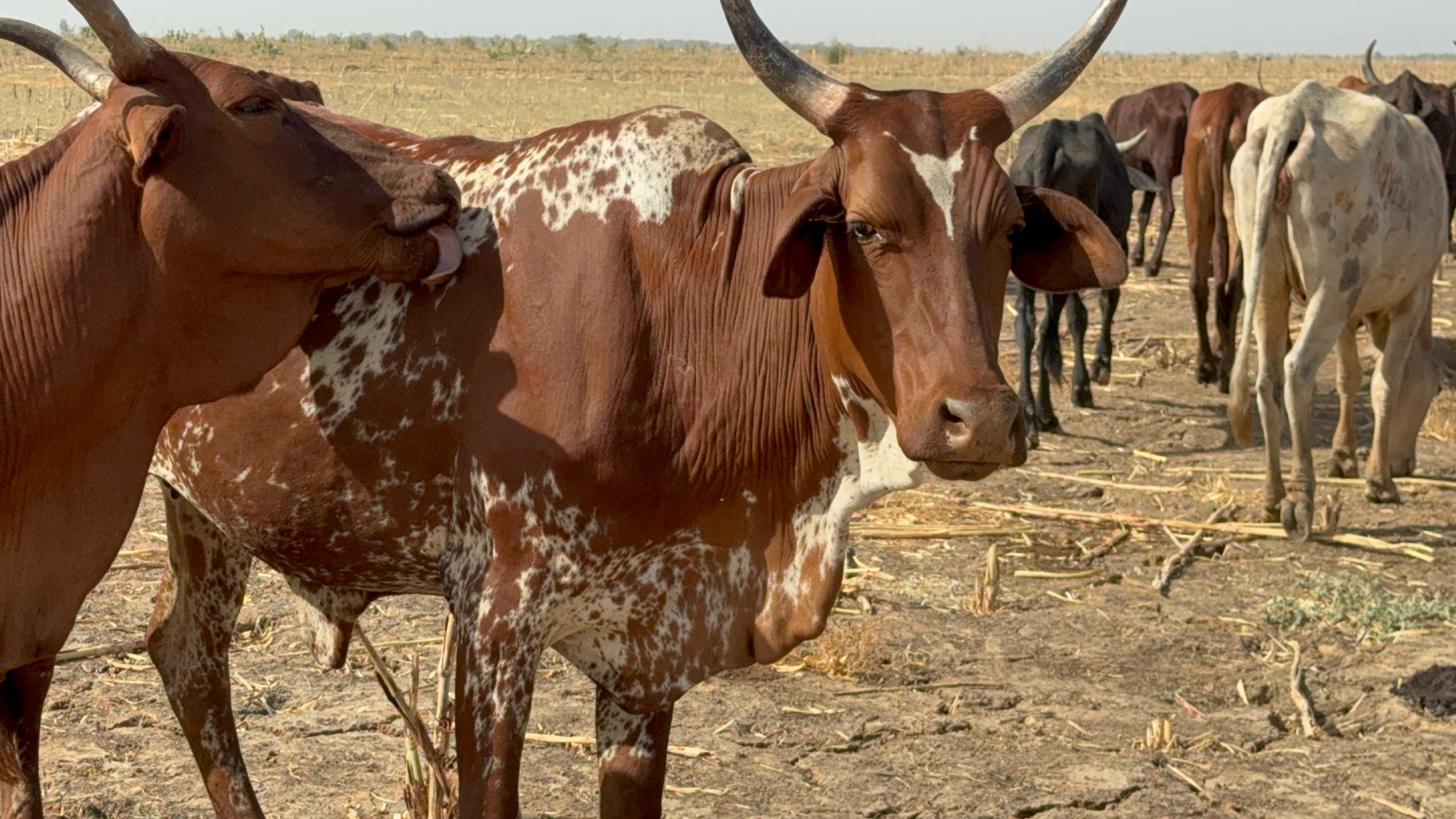 Whatsapp Görsel 2025 04 30 Saat 13.01.47 A3A39935