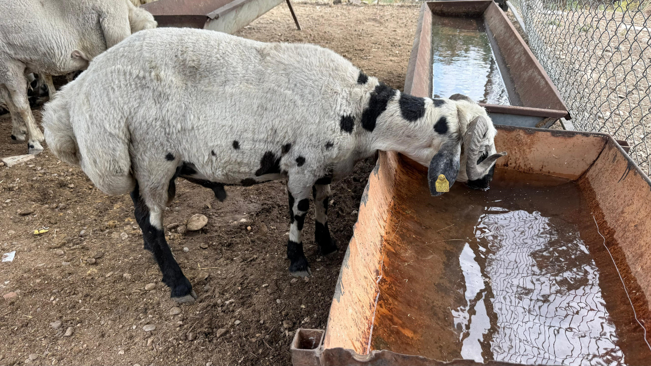 Ekonomi̇st 2025 05 30T134319.572