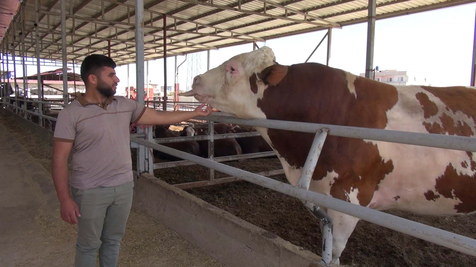 K U R B A N P A Z A R I N D A K I 1 T O N 400 K I L O L U K B O G 726796 214788