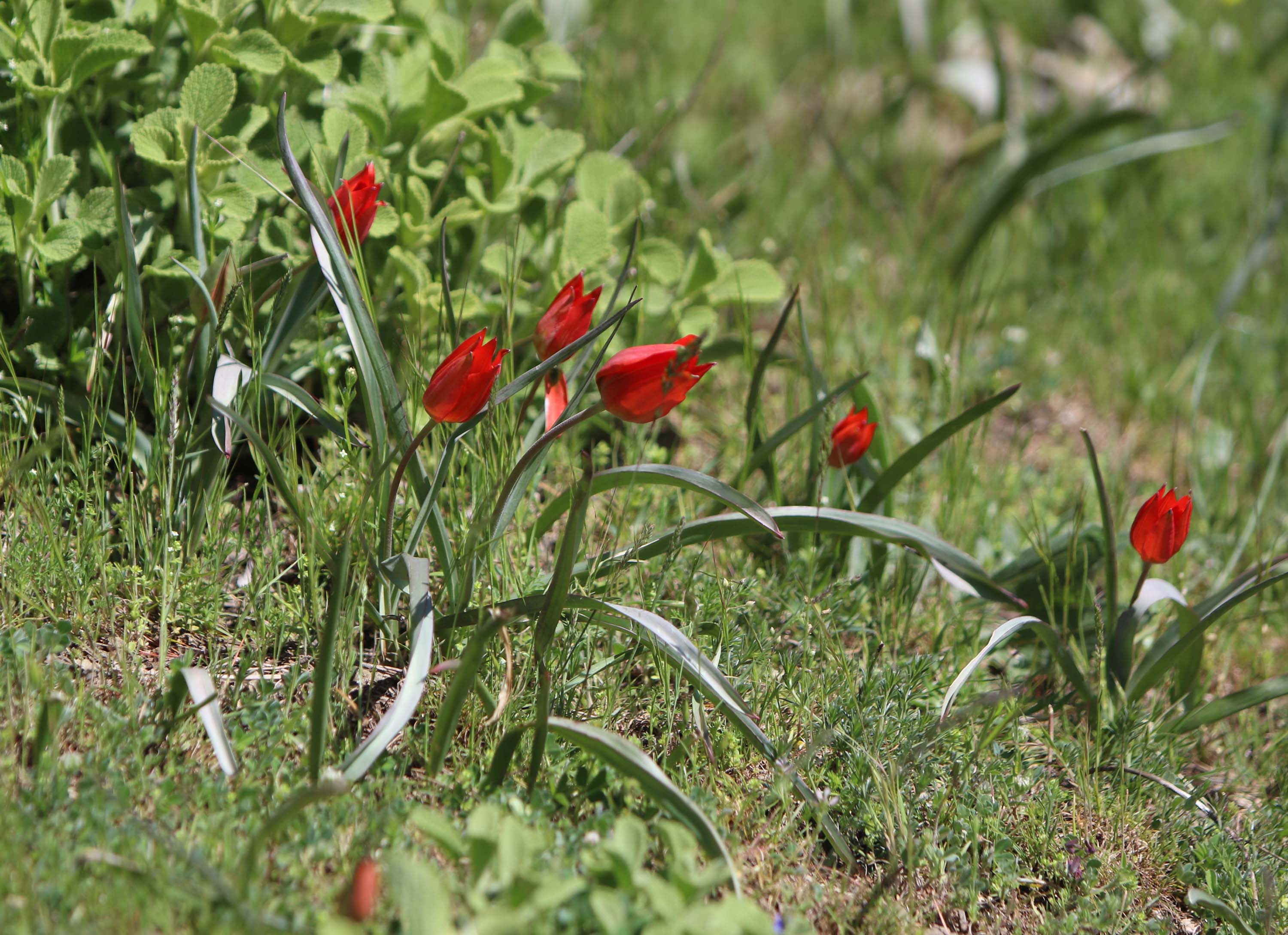 M A N I S A 10 G U N C A N L I K A L A B I L E N M A N I S A L 693287 205330