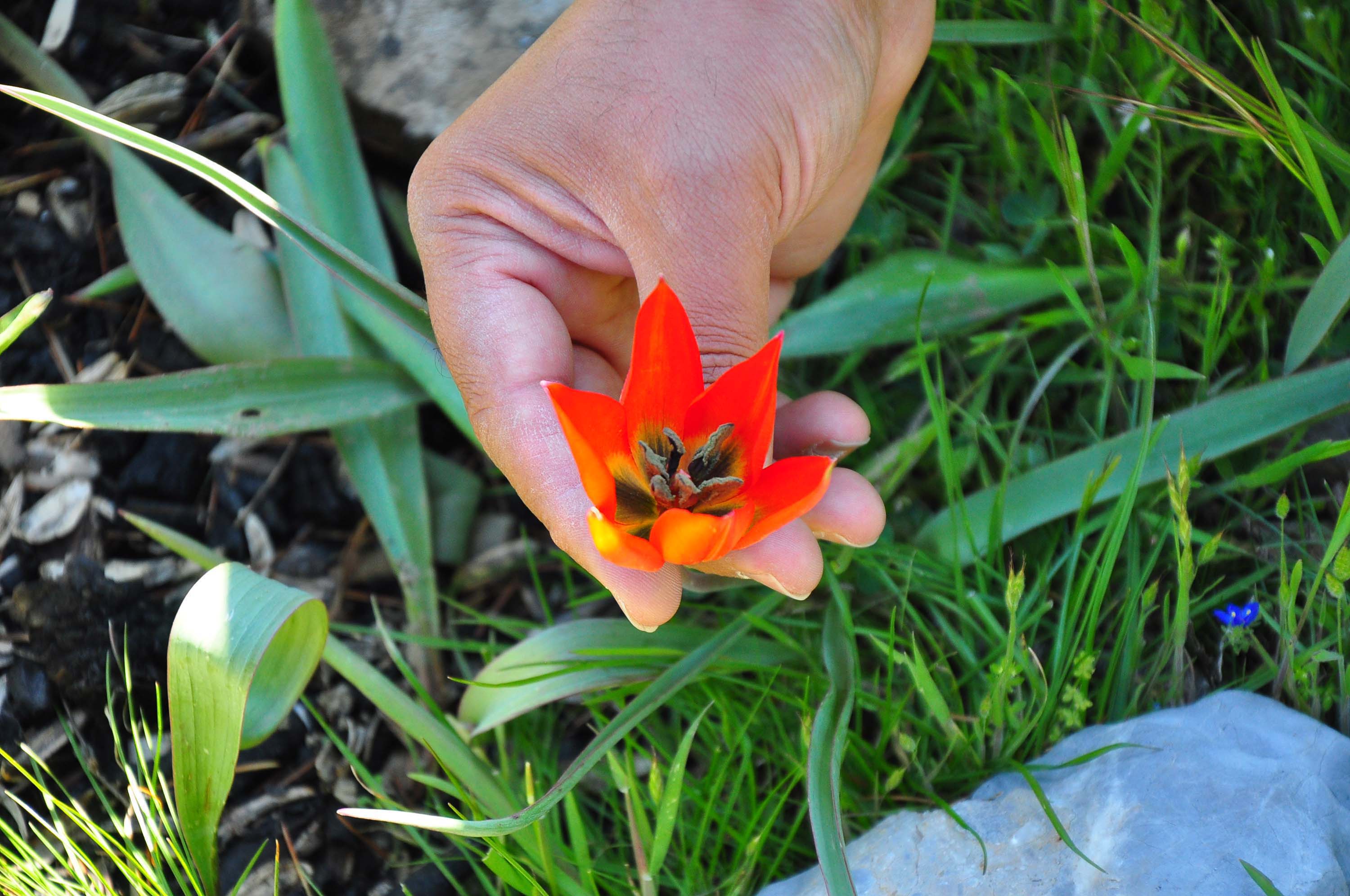 M A N I S A 10 G U N C A N L I K A L A B I L E N M A N I S A L 693291 205330