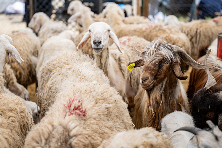 007 2025 07 Haziran 27 Haziran 16 20250606 2 69396986 113848411