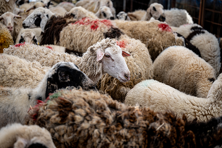 007 2025 07 Haziran 27 Haziran 16 20250606 2 69396986 113848412