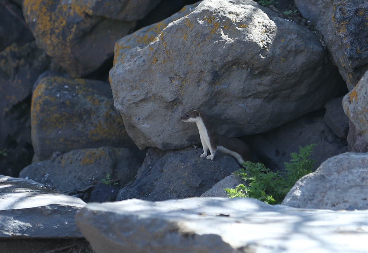 A A 20250630 38425828 38425824 K O R U M A A L T I N D A K I G E L I N C I K K A R S K I R S A L I N D A G O R U N T U L E N D I