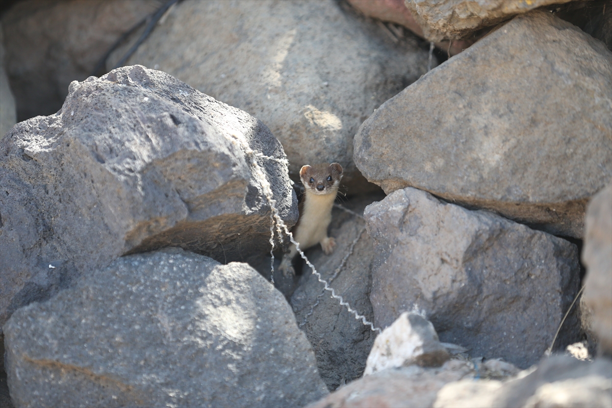 A A 20250630 38425828 38425826 K O R U M A A L T I N D A K I G E L I N C I K K A R S K I R S A L I N D A G O R U N T U L E N D I