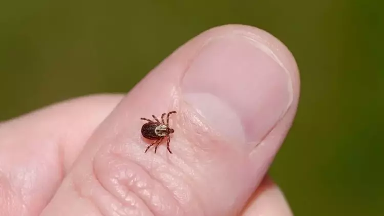 Bakanlıktan Kırım Kongo Kanamalı Ateşi Uyarısı
