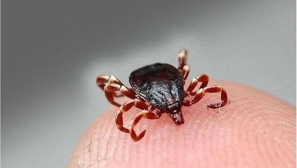 Fl H Di Hx70Ka W L W Jipl1 Tw