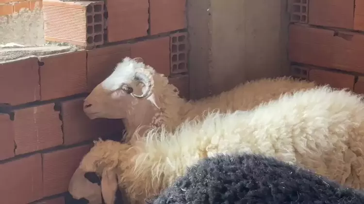 Kaçıp 3 Katlı Binanın Üzerine Çıkan Koçu, Sahibi Satmaktan Vazgeçti Dha