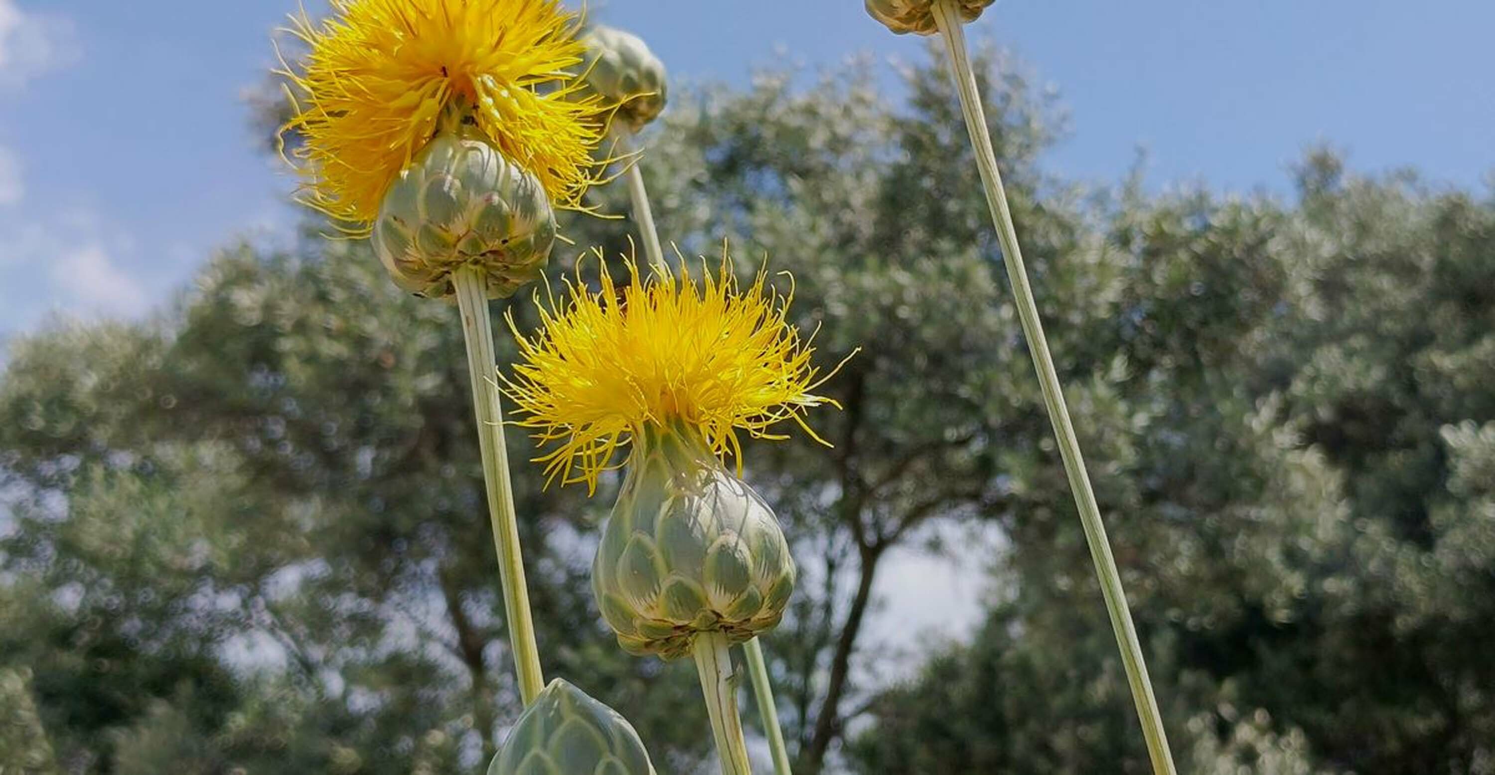 T U L U S A H I K O P A R M A N I N C E Z A S I 557 B I N T L 746143 220247