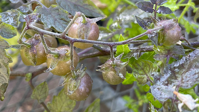 Resim 2025 07 06 131545579