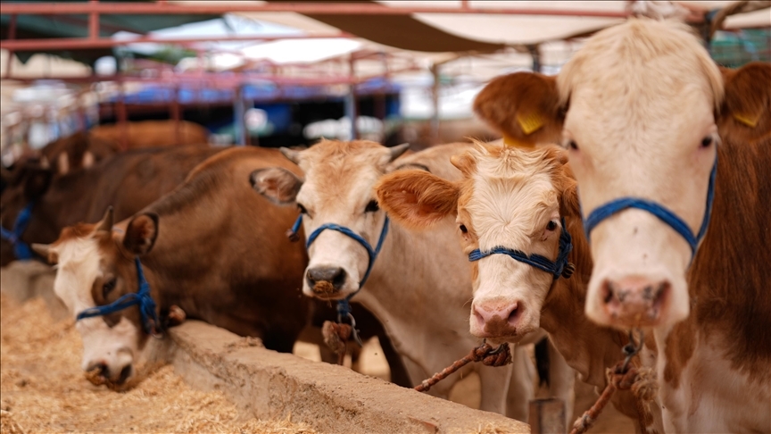 Thumbs B C 212071F09D0630D7F28603C7203A4B6E