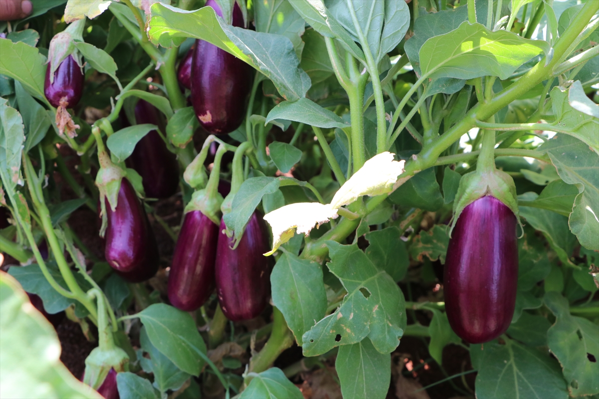 A A 20250801 38721839 38721830 K I L I S E O Z G U Z A B A R A N P A T L I C A N I N I N H A S A D I N A B A S L A N D I