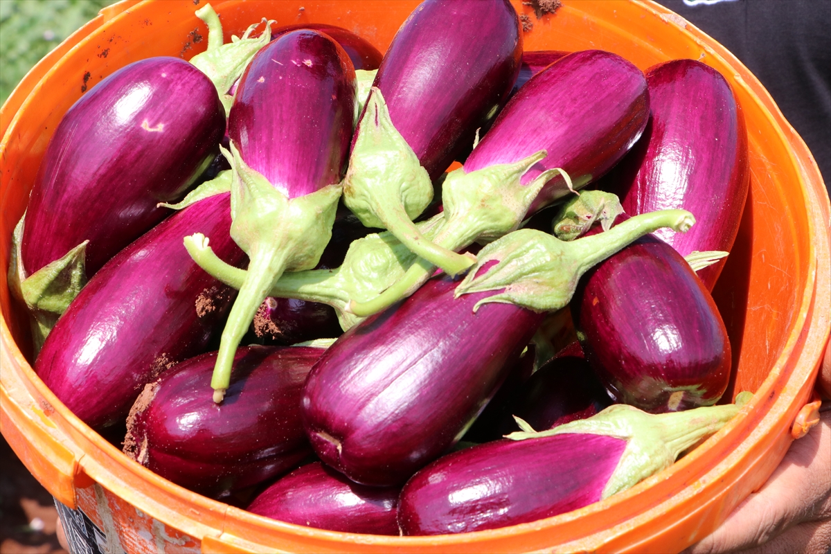 A A 20250801 38721839 38721835 K I L I S E O Z G U Z A B A R A N P A T L I C A N I N I N H A S A D I N A B A S L A N D I