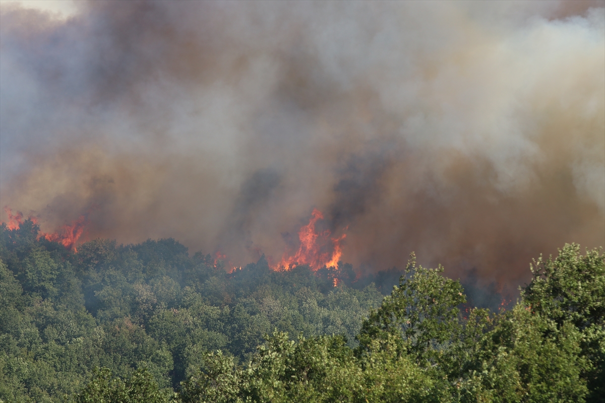 A A 20250815 38838589 38838585 K O C A E L I D E C I K A N O R M A N Y A N G I N I N A M U D A H A L E E D I L I Y O R