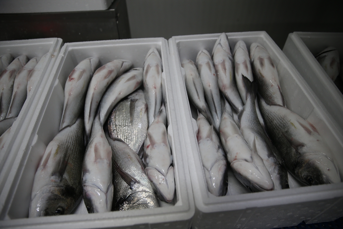 A A 20250817 38850845 38850841 H A T A Y D A K A F E S T E Y E T I S T I R I L E N B A L I K L A R A V R U P A U L K E L E R I N E I H R A C E D I L I Y O R