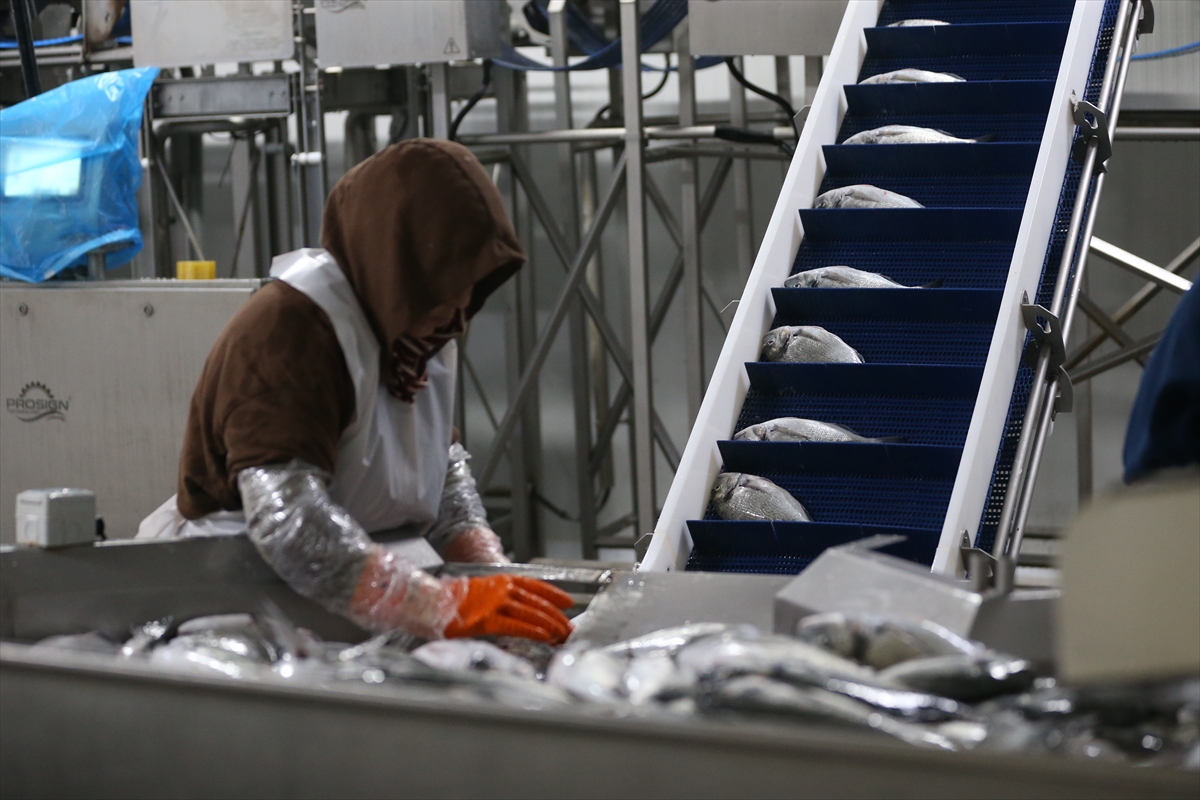 A A 20250817 38850845 38850842 H A T A Y D A K A F E S T E Y E T I S T I R I L E N B A L I K L A R A V R U P A U L K E L E R I N E I H R A C E D I L I Y O R