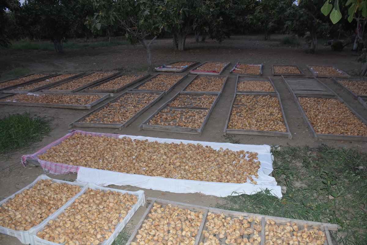 A A 20250817 38856105 38856102 A Y D I N D A J A N D A R M A I N C I R V E Z E Y T I N B A H C E L E R I N D E K I H I R S I Z L I K L A R I O N L E M E Y E Y O N E L I K U Y G U L A M A Y A P T I