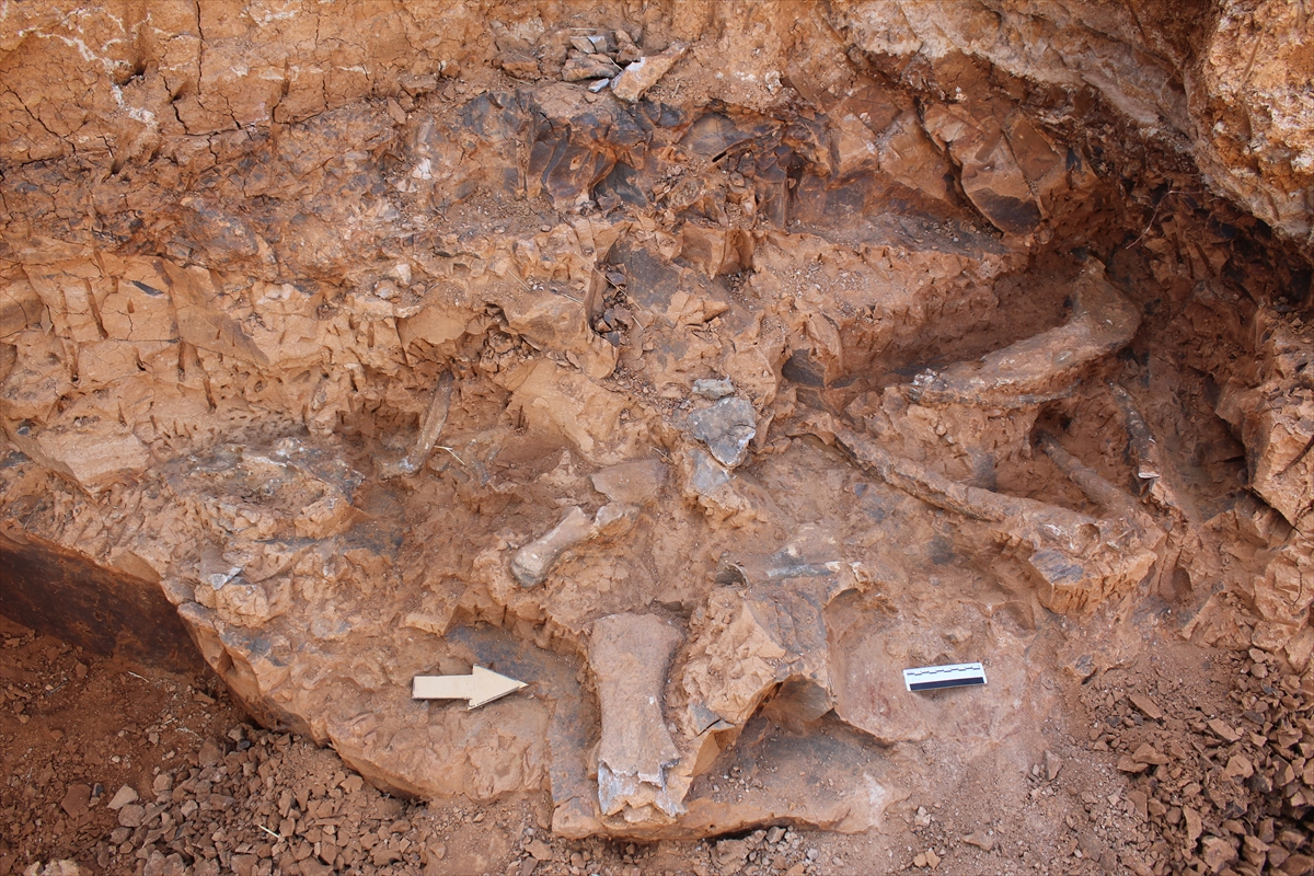 A A 20250822 38893664 38893663 D E N I Z L I T A V A S T A K I K A Z I L A R D A B U L U N A N F O S I L T U R U 27 Y E U L A S T I