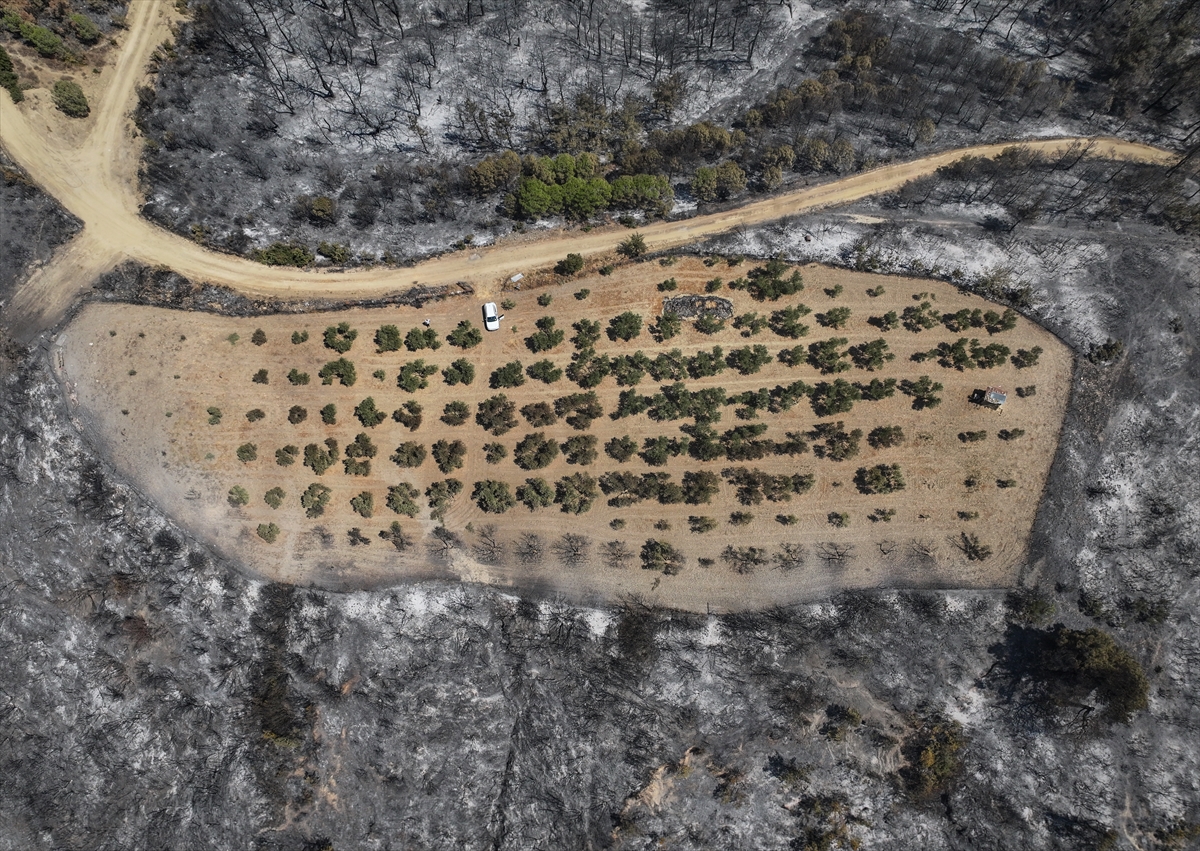 A A 20250823 38902114 38902110 C A N A K K A L E D E K I O R M A N Y A N G I N I 150 A G A C B U L U N A N Z E Y T I N L I G I T E G E T G E C T I