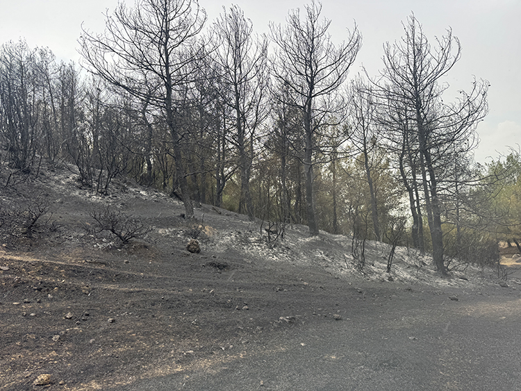 Edirne'de Çıkan Orman Yangınına Müdahale Ediliyor Aa