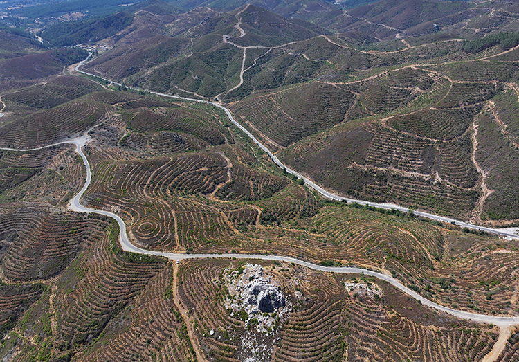 İzmir'de 6 Yıl Önce Yanan Ormanlık Alana Dikilen Fidanlar 2 Metreye Ulaştı Aa