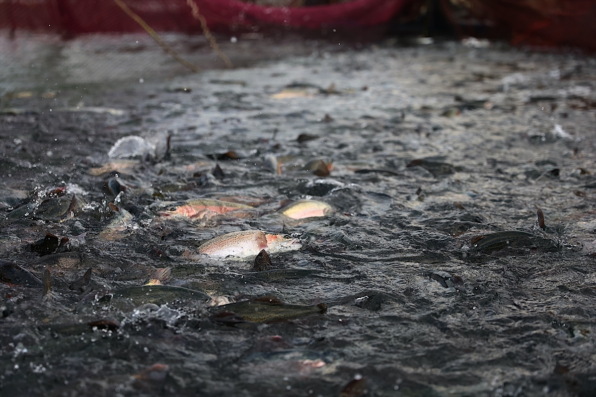 A A 20250915 39117668 39117667 B A Y B U R T T A Y E T I S T I R I L E N T U R K S O M O N L A R I N I N R U S Y A D A K I S O F R A L A R A Y O L C U L U G U B A S L A D I