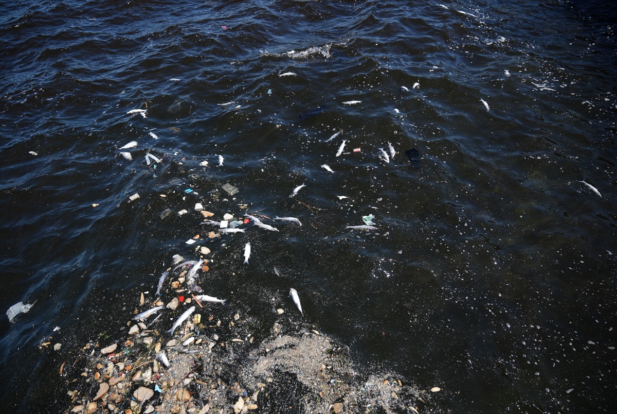 A A 20250920 39174090 39174085 I Z M I R K O R F E Z I N D E K I B A L I K O L U M L E R I S U R U Y O R