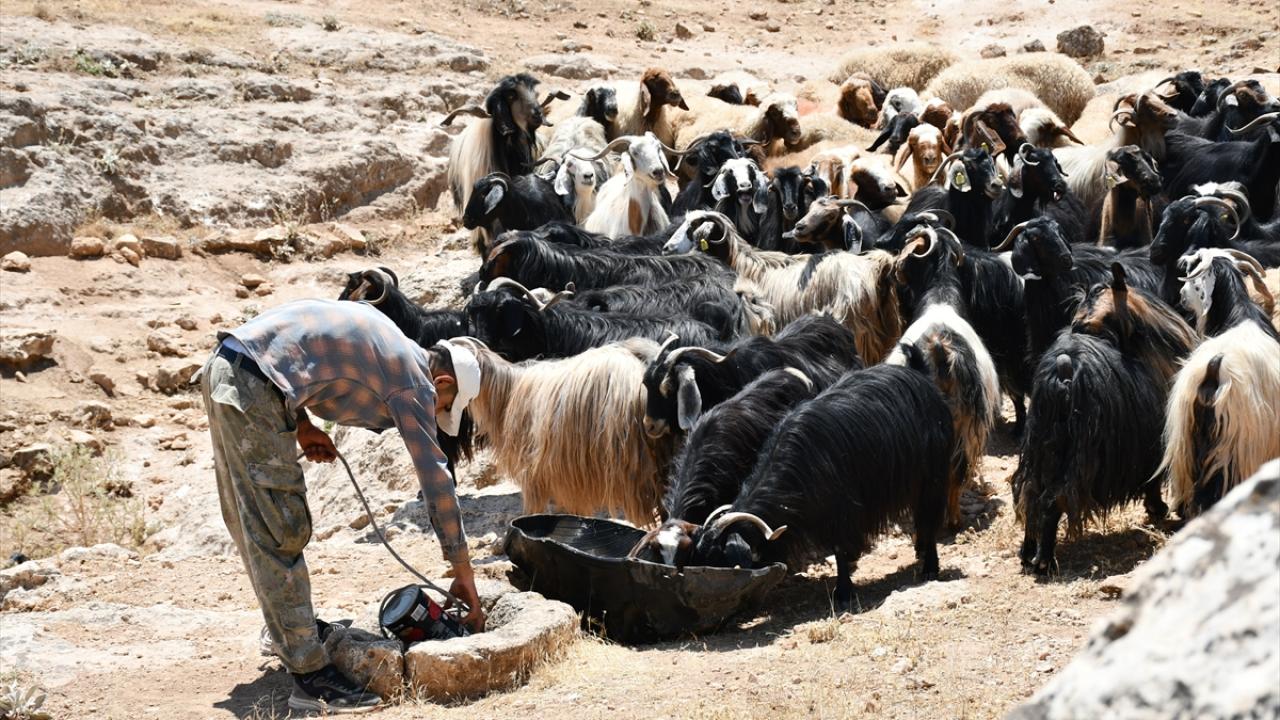 Batman Hayvancilik Aa 2382494