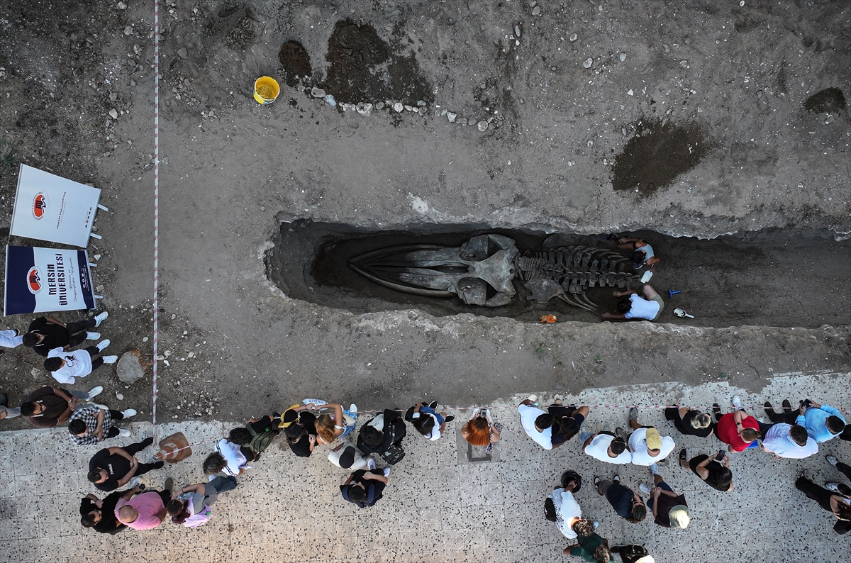 A A 20251007 39331990 39331984 M E R S I N D E 4 Y I L O N C E G O M U L E N F I N B A L I N A S I N I N I S K E L E T I T O P R A K T A N C I K A R I L I Y O R