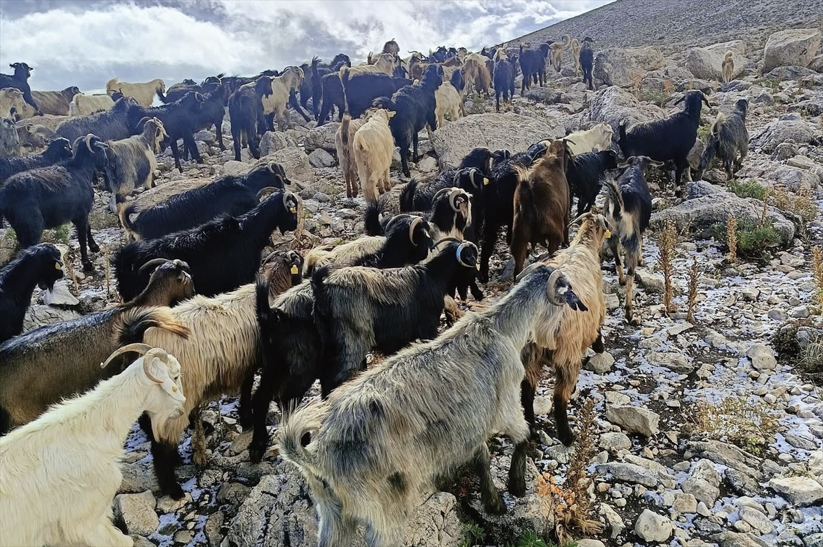 A A 20251008 39345775 39345773 K A S I L C E S I N D E Y U K S E K K E S I M L E R E K A R Y A G D I