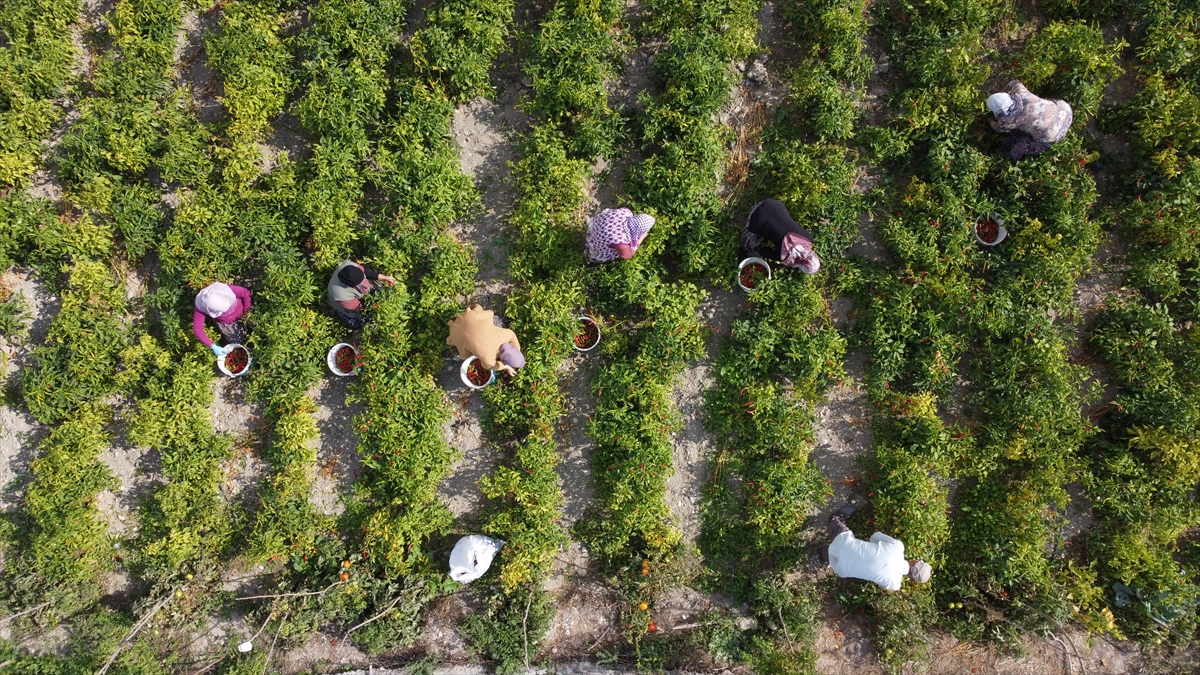 A A 20251011 39375869 39375856 B I L E C I K I N T E S C I L L I C U K U R O R E N B I B E R I N I N U R E T I M A L A N I K U R A K L I K N E D E N I Y L E A Z A L D I