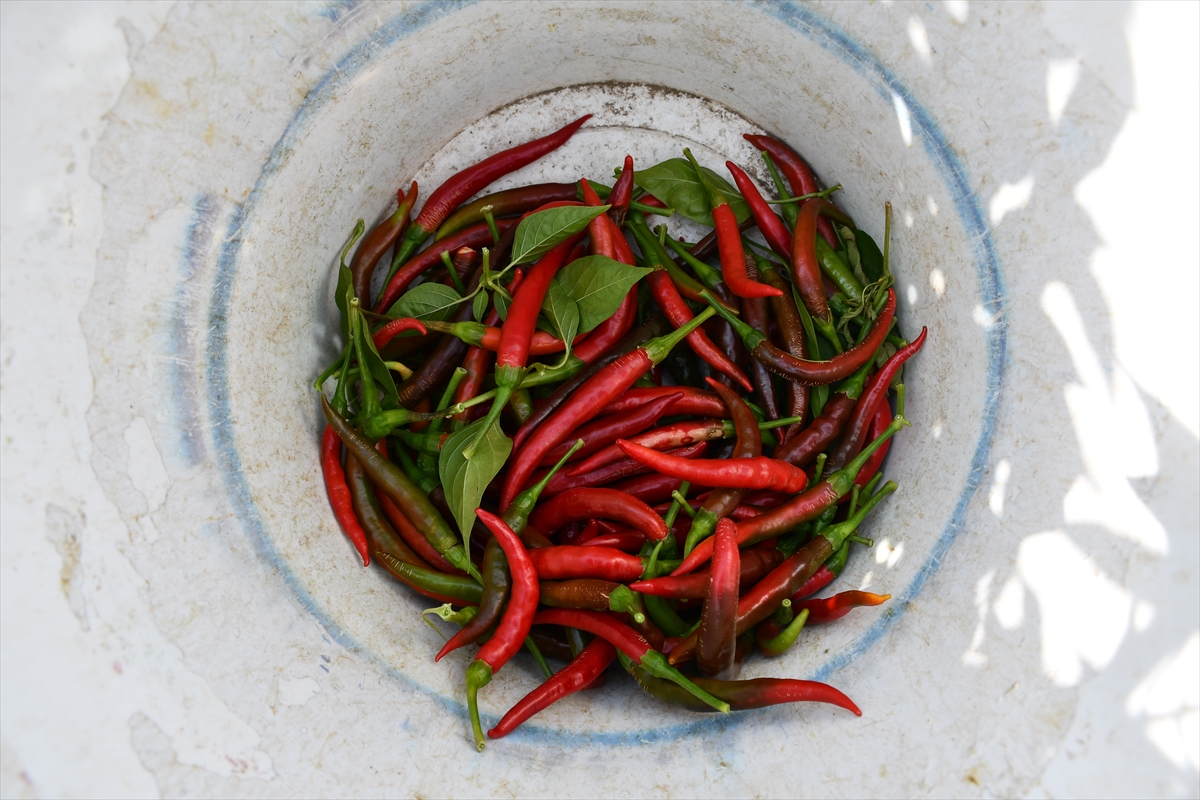 A A 20251011 39375869 39375865 B I L E C I K I N T E S C I L L I C U K U R O R E N B I B E R I N I N U R E T I M A L A N I K U R A K L I K N E D E N I Y L E A Z A L D I