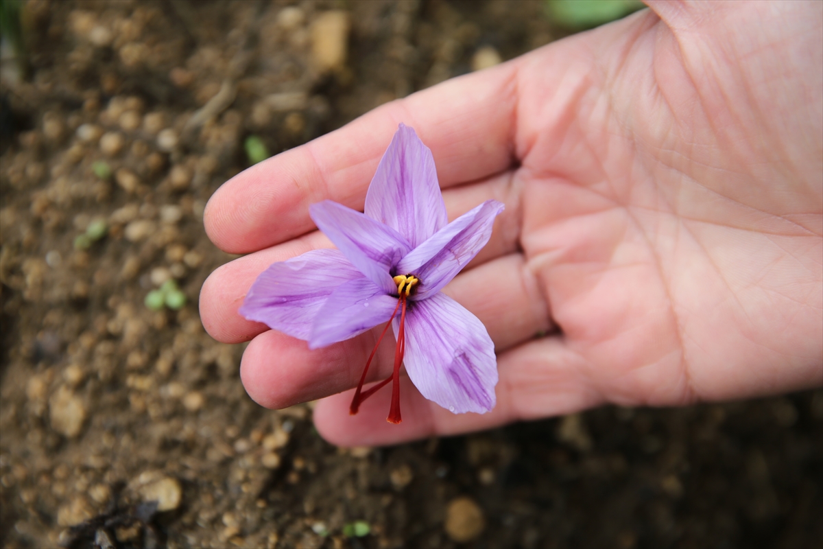 A A 20251013 39398551 39398546 K A R A B U K T E E K I L E N M U C I Z E B I T K I S A F R A N C I C E K A C T I