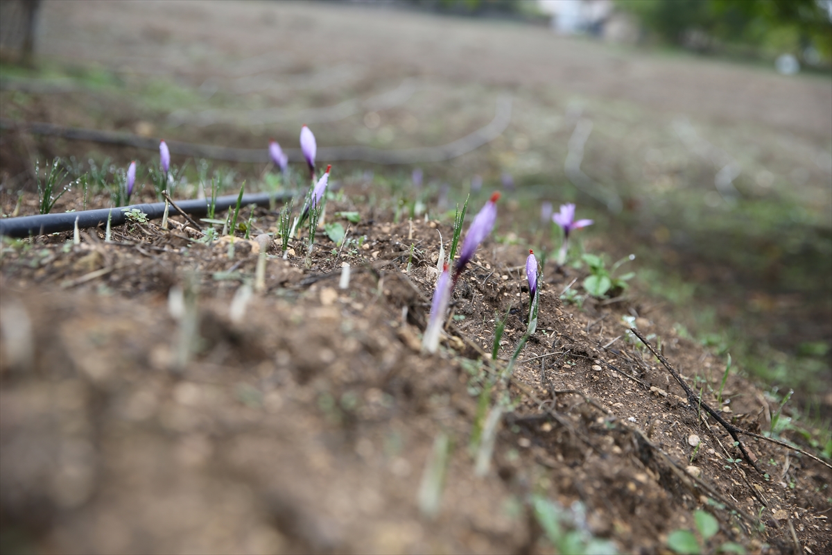 A A 20251013 39398551 39398547 K A R A B U K T E E K I L E N M U C I Z E B I T K I S A F R A N C I C E K A C T I