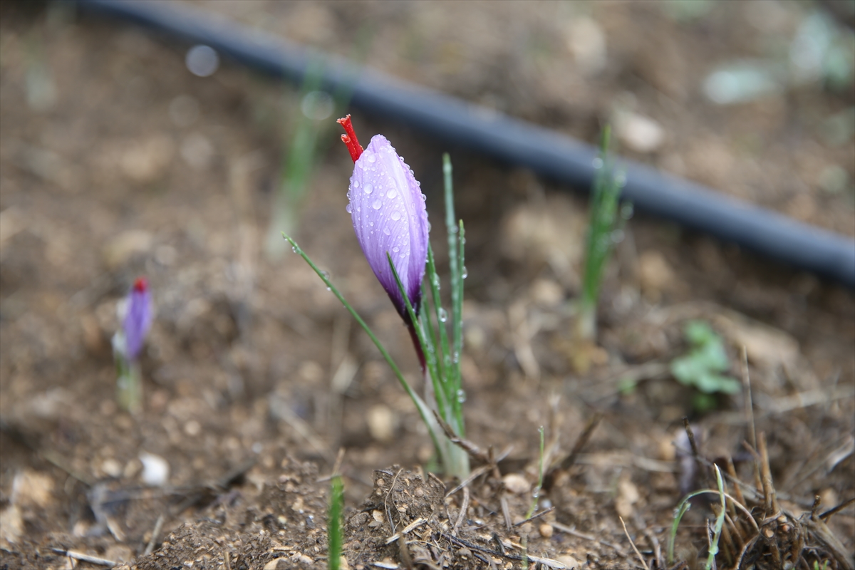 A A 20251013 39398551 39398550 K A R A B U K T E E K I L E N M U C I Z E B I T K I S A F R A N C I C E K A C T I