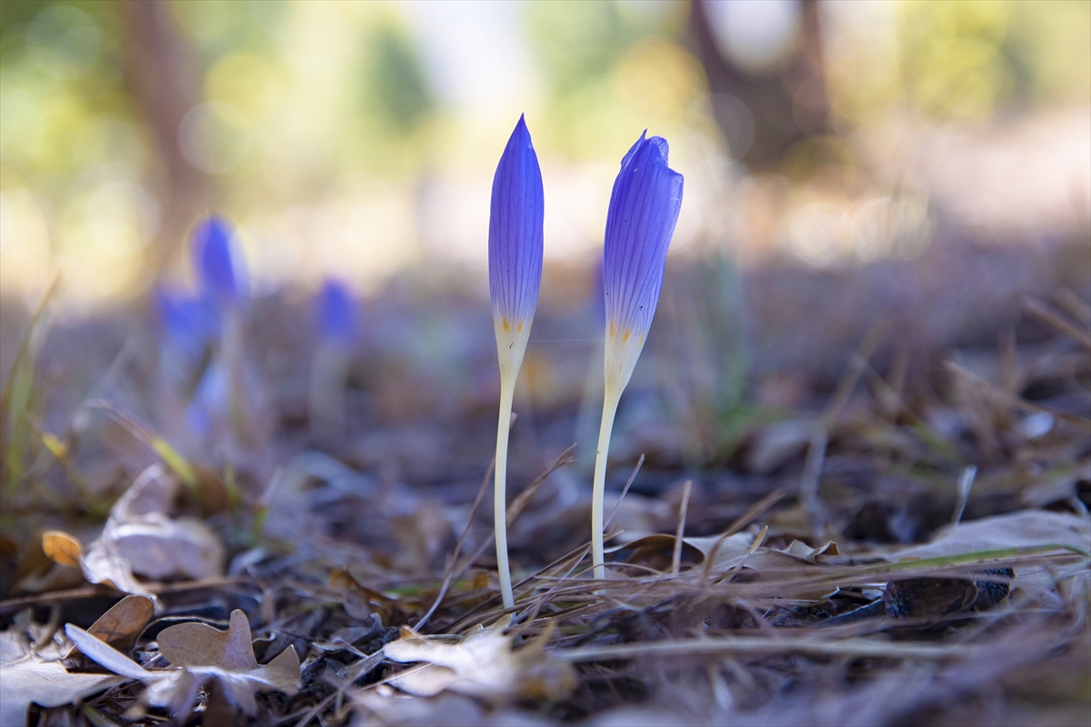 A A 20251015 39416293 39416282 M U N Z U R V A D I S I M I L L I P A R K I N D A K I S I N H A B E R C I S I V A R G I T C I C E K L E R I A C T I