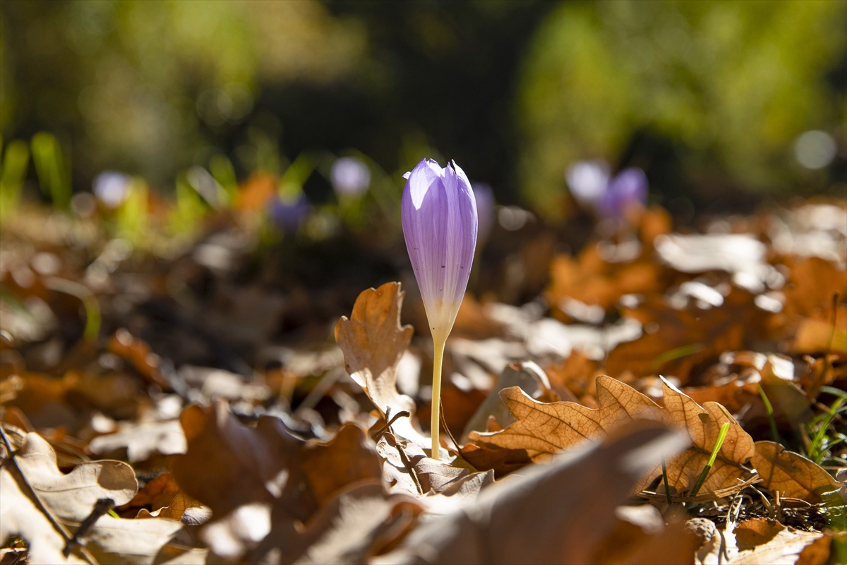 A A 20251015 39416293 39416283 M U N Z U R V A D I S I M I L L I P A R K I N D A K I S I N H A B E R C I S I V A R G I T C I C E K L E R I A C T I