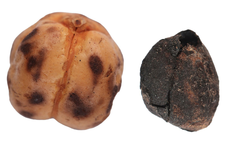 Aa Picture 20251008 39346548