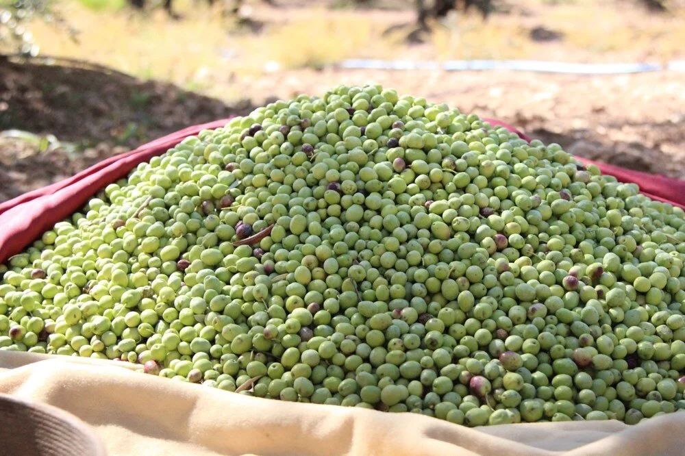 Ayy D 9X7 A0E5 B6G F1Bfcx Q