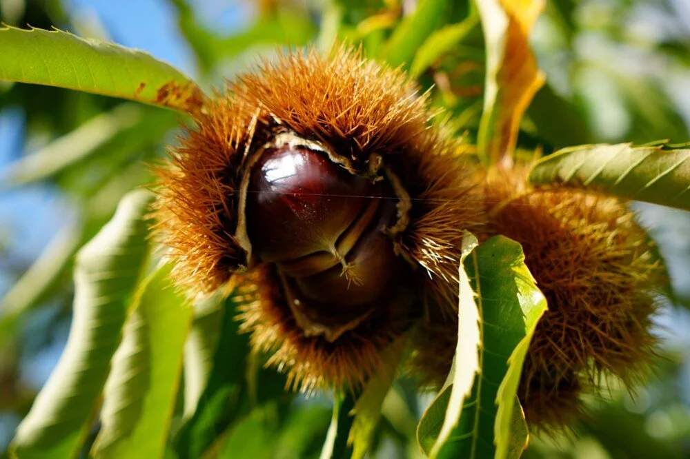 Ch D0G Ps Qy0I Sx Fd4 Ang He A